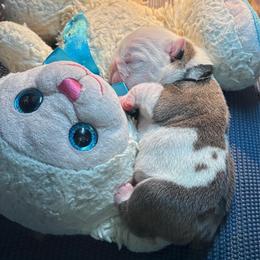 Harry Potter - Black Collar - Fawn and white male Bulldog puppy in Krum, Texas from K & K Little Blessings