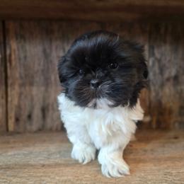 Bodie - Black and white male Shih Tzu puppy in Mountain Grove, Missouri from Precious Puppies