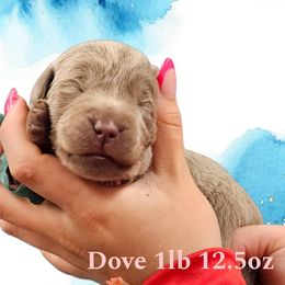 Dove - Silver female Dilute Retriever puppy in Sidney, Nebraska from Nebraska Strong Labradors