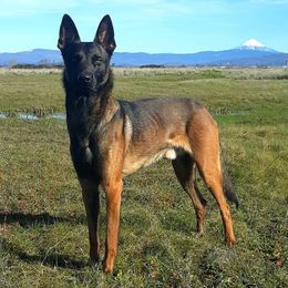 Belgian Malinois, Dutch Shepherds, and German Shepherds from VANDERLINDEN.POLITIEHONDEN