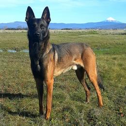 Belgian Malinois, Dutch Shepherds, and German Shepherds from VANDERLINDEN.POLITIEHONDEN