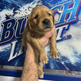 Maker (red) - Dark golden male Golden Retriever puppy in Bynum, Montana from Summit Canine Breeding