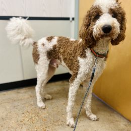 Goldendoodle Puppies from Rose Lane Doodles