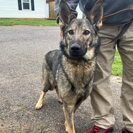 Aurora - German Shepherd