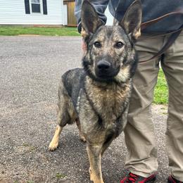 Aurora - German Shepherd