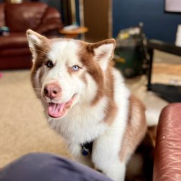 Bandit - Siberian Husky