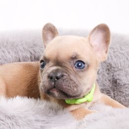 French Bulldogs from Beaming Frenchies
