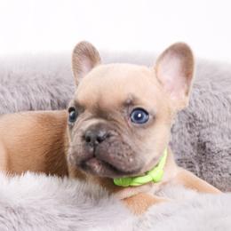 French Bulldogs from Beaming Frenchies
