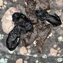 G4 - Black female Poodle puppy in Valdosta, Georgia from Posh Poodles