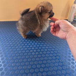 Tiny girl - Red sable female Pomeranian puppy in Meherrin, Virginia from Traveling Poms