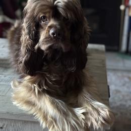 Cocker Spaniel puppies from Cordova Cockers