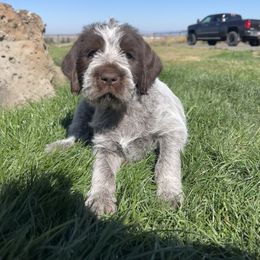 Hutch(Cowboy) - Brown and gray male Wirehaired Pointing Griffon puppy in Grangeville, Idaho from Happy Hollow Griffons