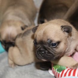French Bulldog Puppies from Camp Fine Frenchies