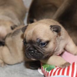 French Bulldog Puppies from Camp Fine Frenchies