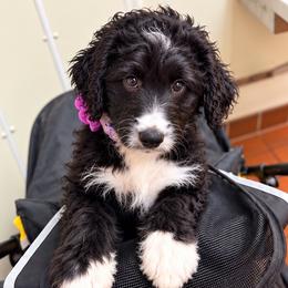 Clover - Black and white female Aussiedoodle puppy in Hope, Indiana from Little Hawcreek Doodles