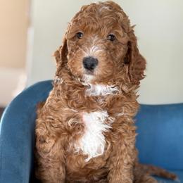 Nico - Red  male Goldendoodle puppy in Yuciapa, California from AlltheDoodlez_