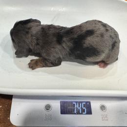 River - Dapple female Dachshund puppy in Cabool, Missouri from Dachshund's of Country Magic Farms in Missouri