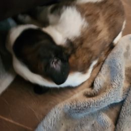 Saint Bernard Puppies from Amber's Saint Bernards