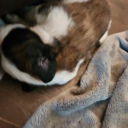 Saint Bernard Puppies from Amber's Saint Bernards