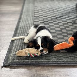 Cavalier King Charles Spaniel Puppies from Wilson Park Cavaliers