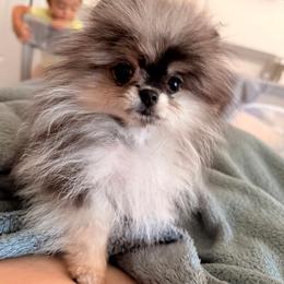 Stormy - Blue and tan female Pomeranian puppy in Salem, Oregon from PNW Dynasty Poms