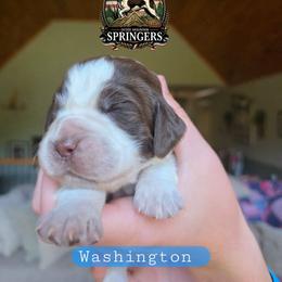 Washington - Liver white and roan male English Springer Spaniel puppy in Ocoee, Tennessee from Ocoee Mountain Springers