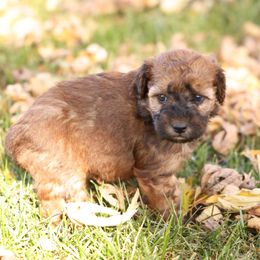 Reba - Red female Whoodle puppy in West Bend, Iowa from Blue Skies Terriers