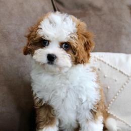 Sawyer READY NOW - Apricot male Cavapoo puppy in Millersburg, Ohio from FIRMAN & INA TROYER