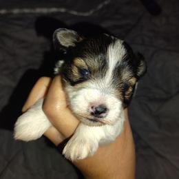 Parti girl - Parti female Miniature Schnauzer puppy in Florida from Central Florida Schnauzers