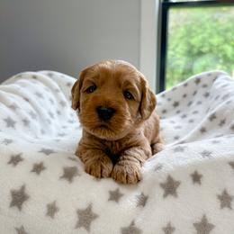 Dark purple girl - Apricot female Australian Labradoodle puppy in Chelsea, Michigan from Michigan Labradoodles