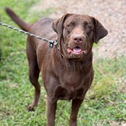 Summer - Labrador Retriever