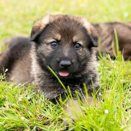 German Shepherd Puppies from Reign Land