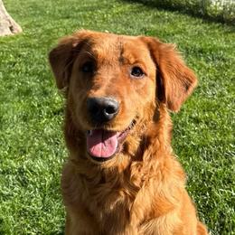 Mocha - Golden Retriever