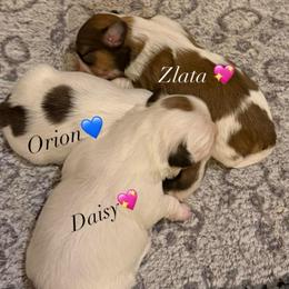 Zlata - Brindle and white female Shih Tzu puppy in Frisco, Texas from My Royal Shih Tzu⚜️