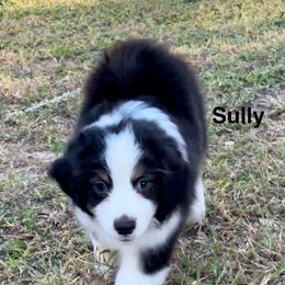 Sully - Black tri male Miniature American Shepherd puppy in Florseville, Texas from Ashber Farm
