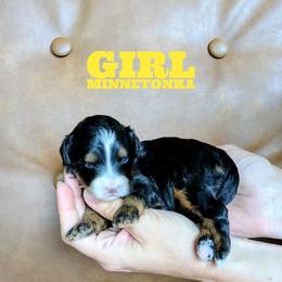 Minnetonka - Tri-color female Bernedoodle puppy in Cambridge, Minnesota from Country Meadow Doodles
