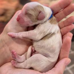 Blue - Blenheim male Cavapoo puppy in Arlington, Texas from Van Haselen Poodles and Doodles