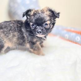 Sage - Blue and white male Chihuahua puppy in Plainfield, Indiana from Abby's Pampered Pooches