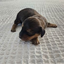 Chocolate and Cream Male (Shaded Cream) - Chocolate and cream male Dachshund puppy in Mesa, Arizona from T&J Lovable Longhaired AKC Dachshunds