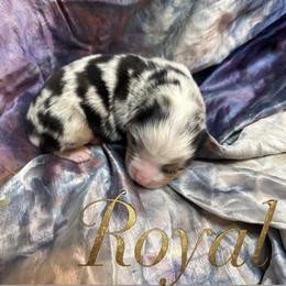 Royal (with tail) - Blue merle male Miniature American Shepherd puppy in Olympia, Washington from Shamayim Shepherds