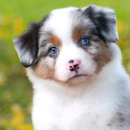Tundra - Blue merle female Miniature American Shepherd puppy in Palacios, Texas from Coastal’s Miniature American Shepherds