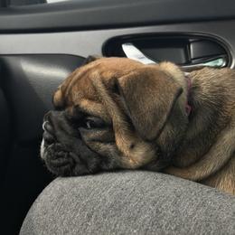 Bulldog and French Bulldog Puppies from Southern Standard Bulldogs