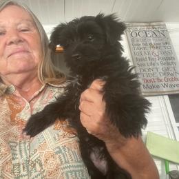 Buddy - Parti male Yorkshire Terrier puppy in Zephyrhills, Florida from Jewels Pups