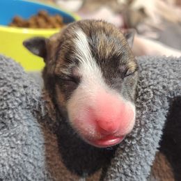 Tyger - White and red brindle Whippet puppy in Duluth, Minnesota from Swift Whippets