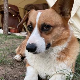 Flash - Red male Pembroke Welsh Corgi puppy in Millsap, Texas from Punchy Pembroke Ranch