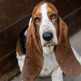 Dixie - Basset Hound