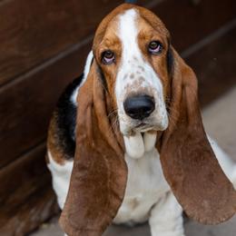 Dixie - Basset Hound