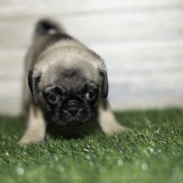 Mia (purple) - Fawn female Pug puppy in Hereford, Arizona from Broken Road Ranch Pugs