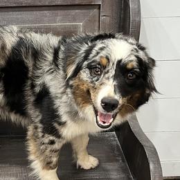 Miniature Australian Shepherds and Pembroke Welsh Corgis from Fluffy Butt Acres