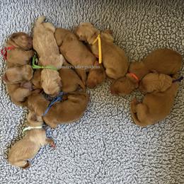 Boy 1 - Golden male Golden Retriever puppy in Modesto, California from Rooster Valley Golden Retrievers